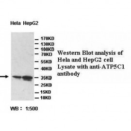 ATP5C1 Antibody