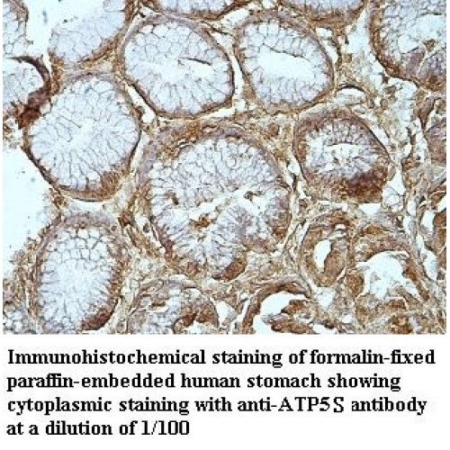 ATP5S Antibody