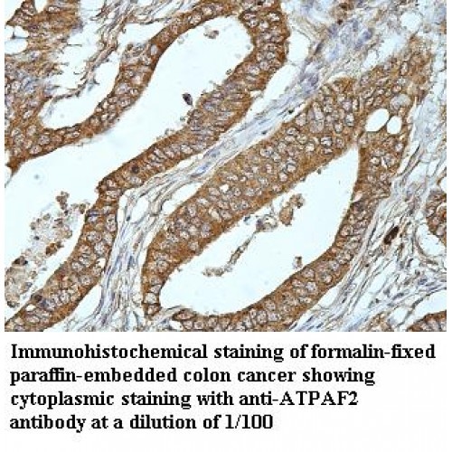 ATPAF2 Antibody