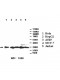 ATPAF2 Antibody
