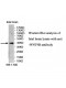 WNT9B Antibody