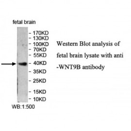 WNT9B Antibody