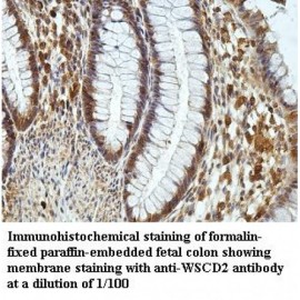 WSCD2 Antibody