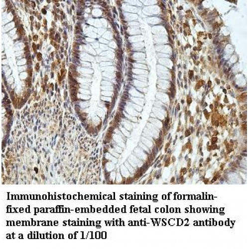 WSCD2 Antibody