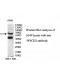 WSCD2 Antibody