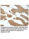 WDSOF1 Antibody