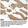 WDSOF1 Antibody