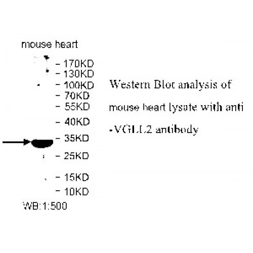 VGLL2 Antibody