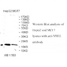 VHLL Antibody