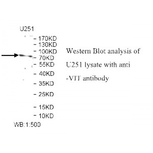 VIT Antibody