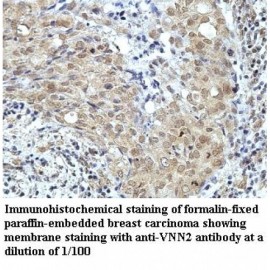 VNN2 Antibody
