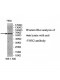 VNN2 Antibody