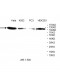 VPRBP Antibody