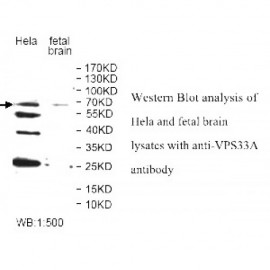 VPS33A Antibody