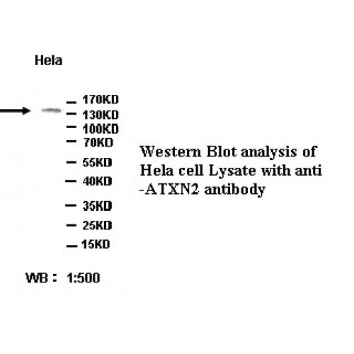 ATXN2 Antibody