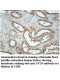 AVL9 Antibody