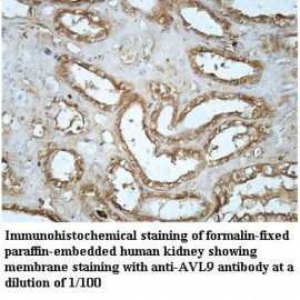 AVL9 Antibody