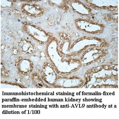 AVL9 Antibody