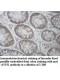 AVPI1 Antibody