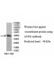 AVPI1 Antibody
