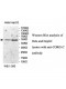 CORO1C Antibody