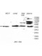 VPS37A Antibody