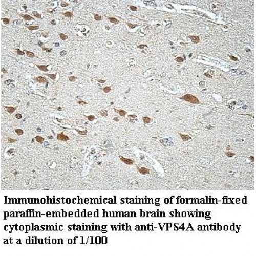 VPS4A Antibody