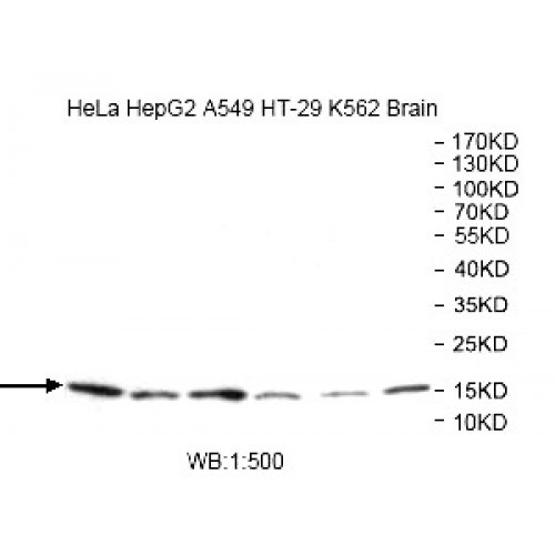 ATP6V1G2 Antibody