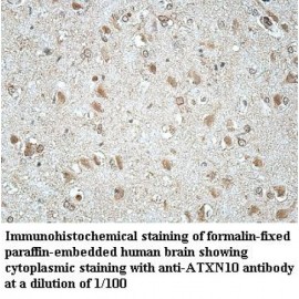 ATXN10 Antibody