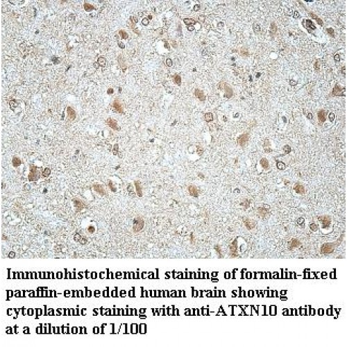 ATXN10 Antibody
