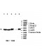 ATXN10 Antibody