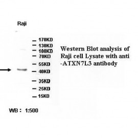ATXN7L3 Antibody
