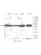 VRK1 Antibody