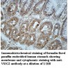 VSIG2 Antibody