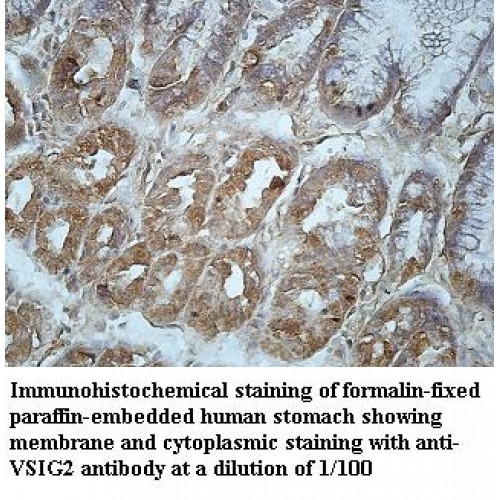 VSIG2 Antibody