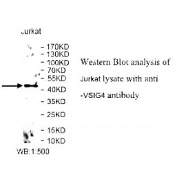VSIG4 Antibody