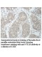 VTI1B Antibody