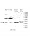 VTI1B Antibody