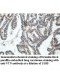 VTN Antibody