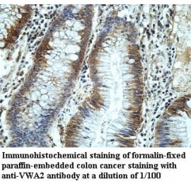 VWA2 Antibody