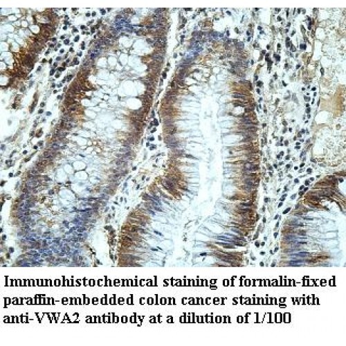 VWA2 Antibody