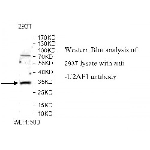 U2AF1 Antibody