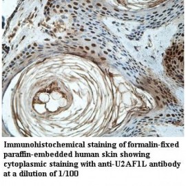 U2AF1L4 Antibody