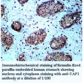 UAP1 Antibody