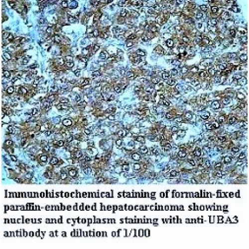 UBA3 Antibody