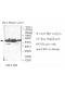 UBA3 Antibody