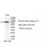 VPS53 Antibody