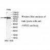 VPS53 Antibody