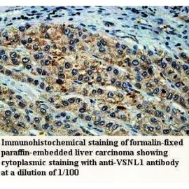 VSNL1 Antibody