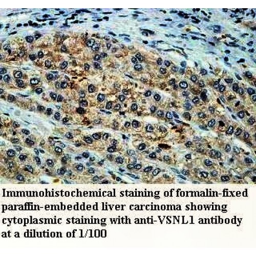 VSNL1 Antibody